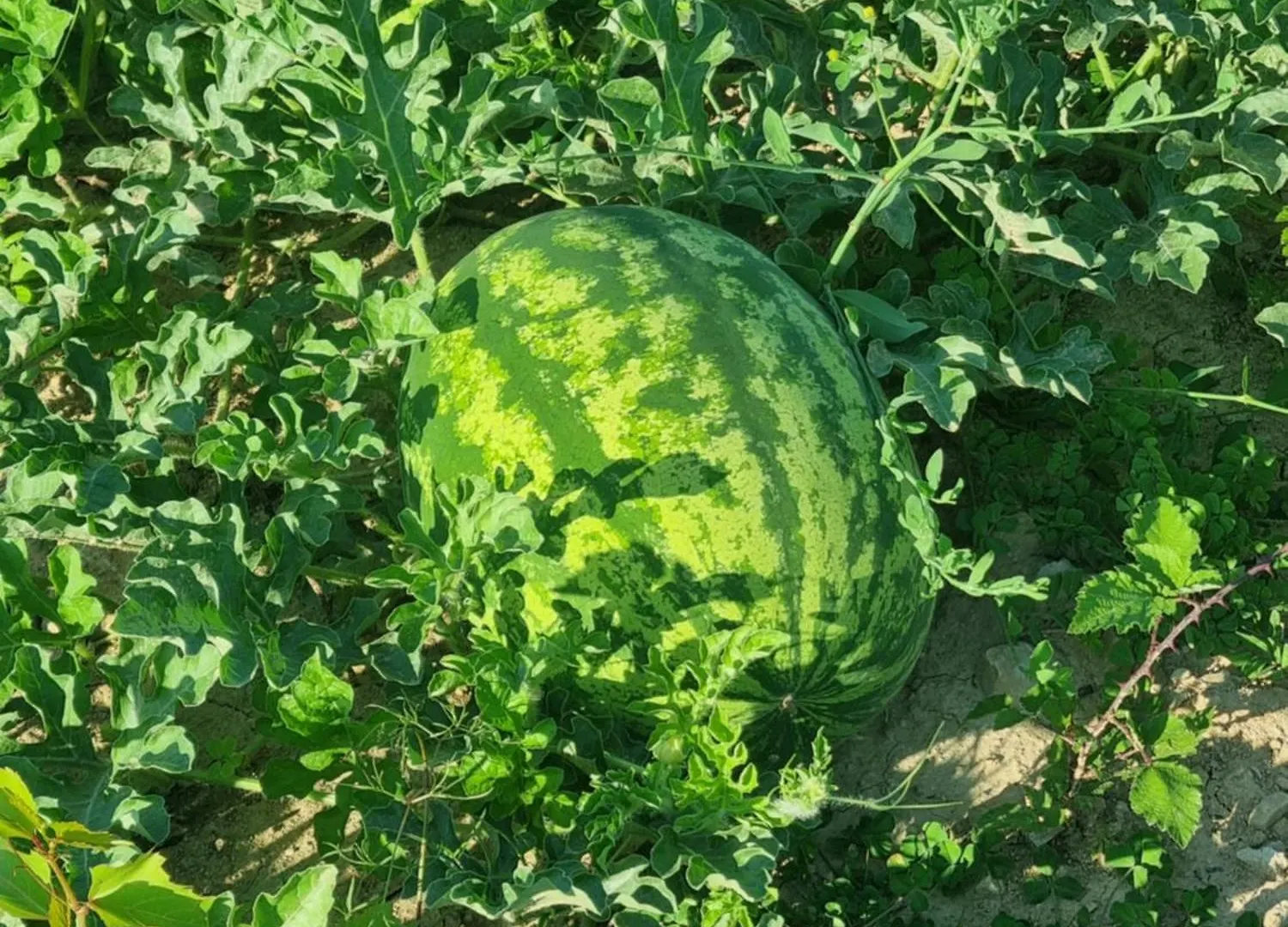 別荘 Rocca Verde Murvica